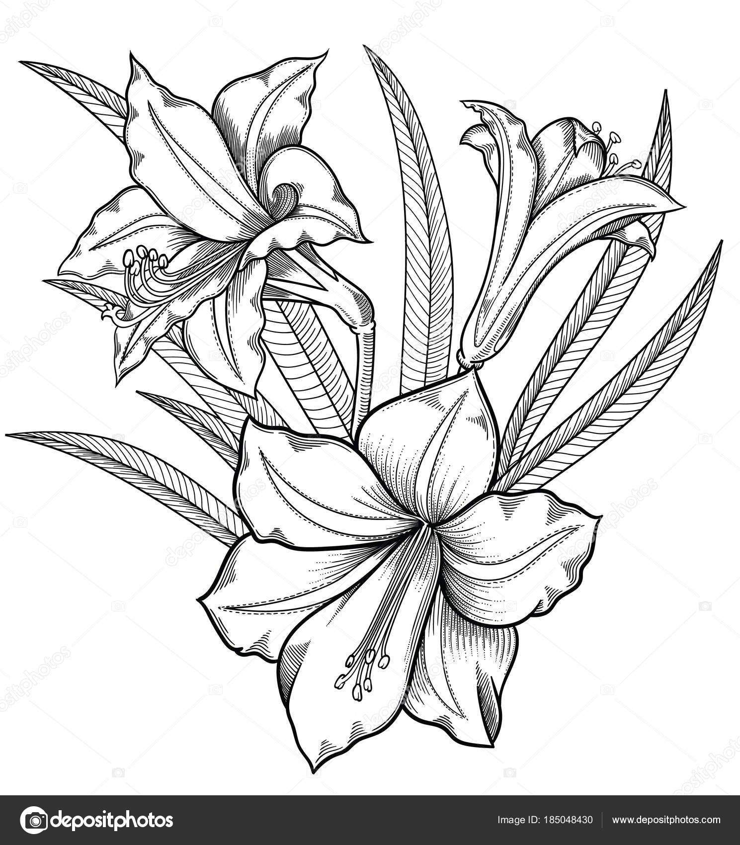 Blooming lily flowers , detailed hand drawn vector illustration ...