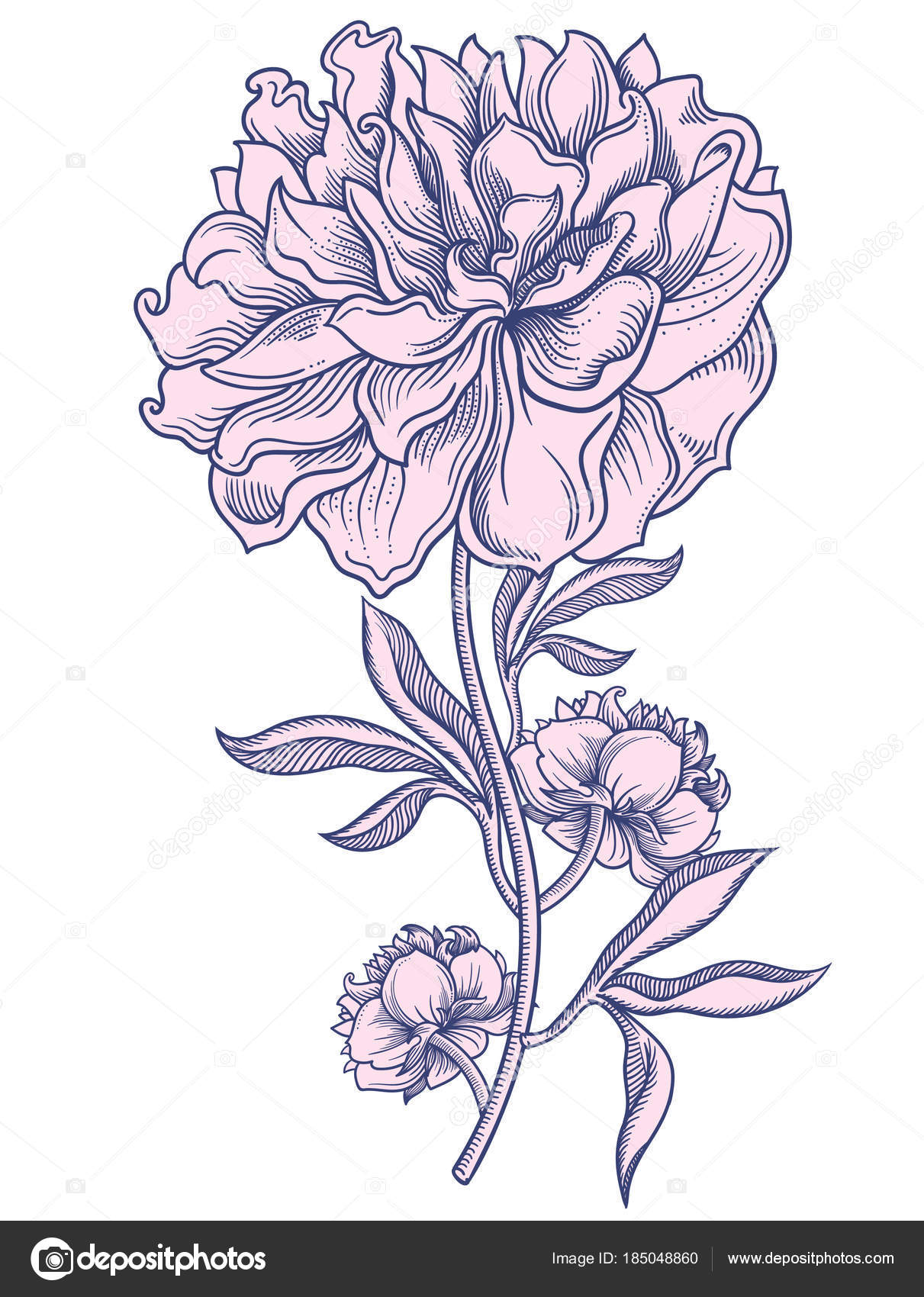 pfingstrose zeichnen blumen zeichnung, blühende pfingstrosen blumen, detaillierte handgezeichnete vektor, Design ideen