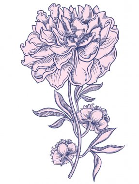 Çiçek açan Şakayık çiçekleri, detaylı elle çizilmiş vektör çizim. Romantik dekoratif çiçek Çizim. Tüm nesneleri ayrıntılı ve doğru çizgi stili beyaz arka plan üzerinde izole çizilmiş. Yarım yamalak çiçek