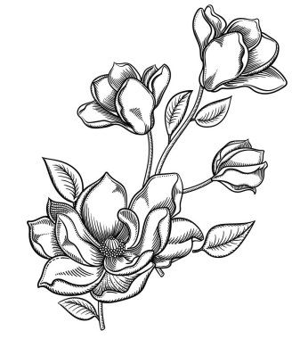 Çiçek açan elma ağacı çiçekler, elma ağacı çiçeği resimde ayrıntılı el çekilmiş dalı. Çizim vektör romantik dekoratif çiçekli. Beyaz arka plan üzerinde izole nesneleri. Özgün çiçek dekorasyonu