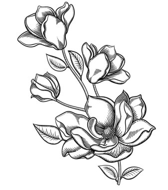 Çiçek açan elma ağacı çiçekler, elma ağacı çiçeği resimde ayrıntılı el çekilmiş dalı. Çizim vektör romantik dekoratif çiçekli. Beyaz arka plan üzerinde izole nesneleri. Özgün çiçek dekorasyonu