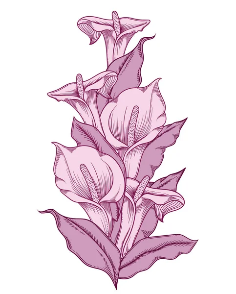 Mano dibujada púrpura flores de calas florecientes. Ilustración detallada de flores decorativas de lirio de cala en estilo de línea aisladas sobre fondo blanco. Dibujo a mano preciso de lirios de cala románticos . — Vector de stock
