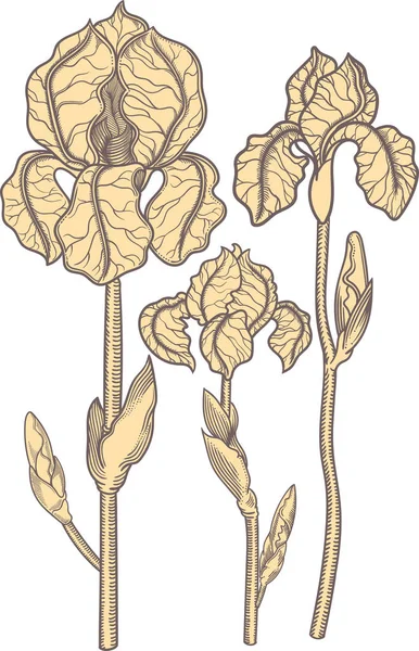 Flores de iris desnudas dibujadas a mano. Ilustración detallada de flores decorativas de color beige cremoso en estilo de línea aislado sobre fondo blanco. se eleva muy detallado y preciso estilo incompleto. Línea de arte flora . — Vector de stock