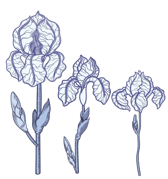 Flores de iris de flor azul dibujadas a mano. Ilustración detallada de flores decorativas en estilo de línea aisladas sobre fondo blanco. se eleva muy detallado y preciso estilo incompleto. Línea de arte flora . — Archivo Imágenes Vectoriales