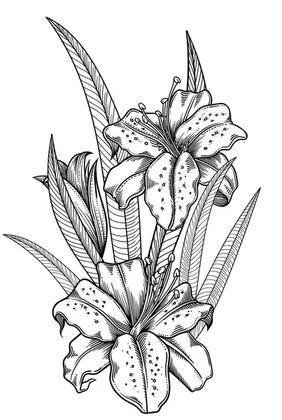Ανθισμένα λουλούδια κρίνος, λεπτομερή χέρι διανυσματικά εικονογράφηση. Ρομαντικό διακοσμητικό λουλούδι σχεδίασης. Κρίνα σε γραμμή σχηματικό στυλ art. Όλα αυθεντικά αντικείμενα μοναδική άνθηση που απομονώνονται σε λευκό φόντο — Διανυσματικό Αρχείο