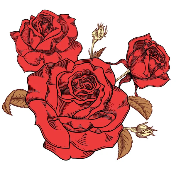 Kwitnące kwiaty czerwone róże, szczegółowe ręcznie rysowane ilustracji wektorowych. Romantyczny vintage kwiat ozdobny rysunek. Wszystkie grafiki liniowej Róża przedmiotów wyizolowanych na białym tle. — Wektor stockowy