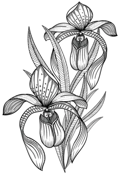 Flores de orquídea floridas pretas e brancas precisas e detalhadas com folhas. Ilustração detalhada de flores de orquídeas decorativas em estilo linha isolado no fundo branco . — Vetor de Stock