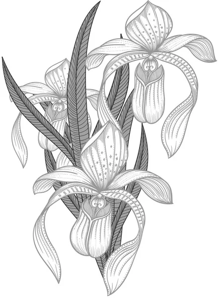 Genaue und detaillierte handgezeichnete blühende Orchideenblumen mit Blättern. Detaillierte Illustration der dekorativen grauen Orchideen Blumen im Linienstil isoliert auf weißem Hintergrund. — Stockvektor