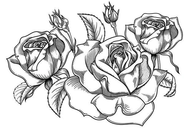 Kvetoucí květiny černé a bílé růže nákres, detailní ručně kreslenou vektorové ilustrace. Romantický vintage dekorativní květina kreslení. Všechny perokresba růže objektů izolovaných na bílém pozadí. — Stockový vektor