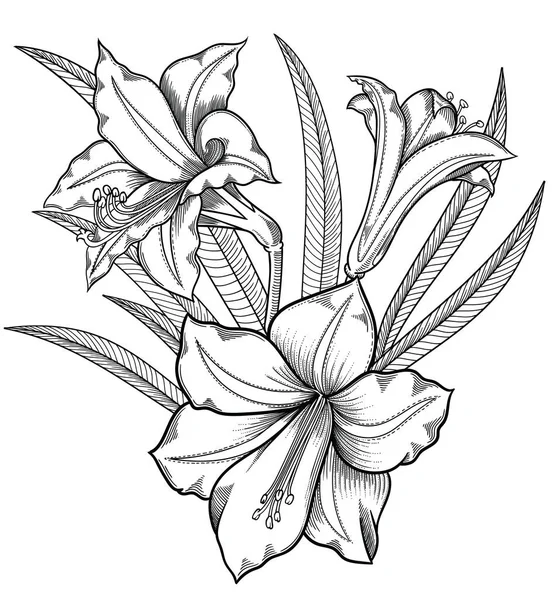 Flores de lírio florescentes, ilustração vetorial desenhada à mão detalhada. Desenho de flor decorativa romântica.Lírios em linha arte estilo esboçado.Todos autêntico único florescer objetos isolados no fundo branco — Vetor de Stock