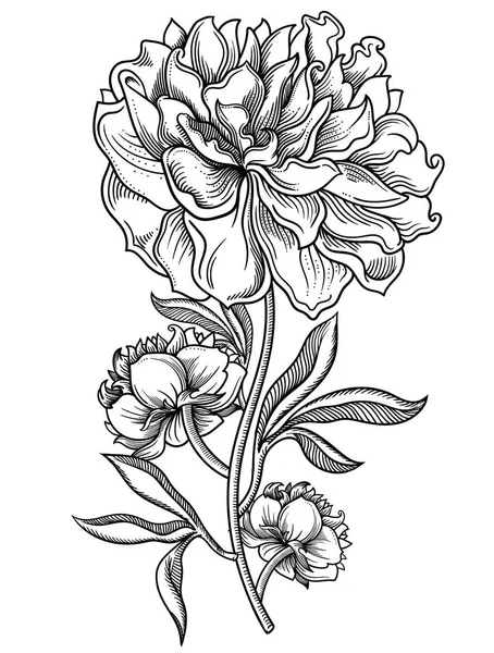 Bloeiende bloemen van de pioenroos, gedetailleerde hand getrokken vectorillustratie. Romantische decoratieve bloem tekening. Alle objecten getekend in gedetailleerde en accurate lijnstijl geïsoleerd op een witte achtergrond. Schetsmatig bloem — Stockvector