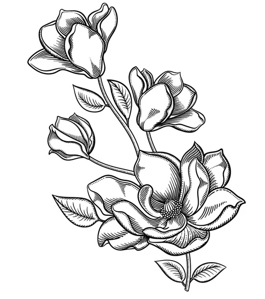 Blooming apple tree flowers,detailed hand drawn branch of apple tree blossom illustration.Vector