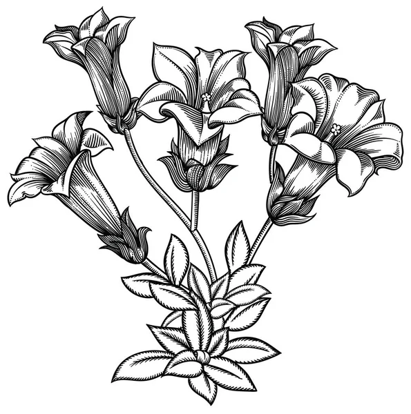 森咲く、詳細な手描きのベクトル図です。ロマンチックな装飾花の線画で描きます。すべては、白い背景で隔離のオブジェクトをスケッチします。咲く花のベクトル スケッチ — ストックベクタ