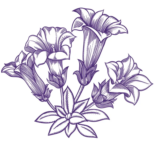 Fleurs forestières en fleurs, illustration vectorielle détaillée dessinée à la main. Dessin romantique de fleurs décoratives dans l'art linéaire. Tous les croquis des objets isolés sur fond blanc. Croquis vectoriel des fleurs en fleurs — Image vectorielle