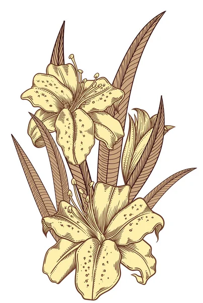 Blooming lily flowers , detailed hand drawn vector illustration. Romantic decorative flower drawing .Lilies in line art sketchy style.All authentic unique flourish objects isolated on white background Stock Illustration