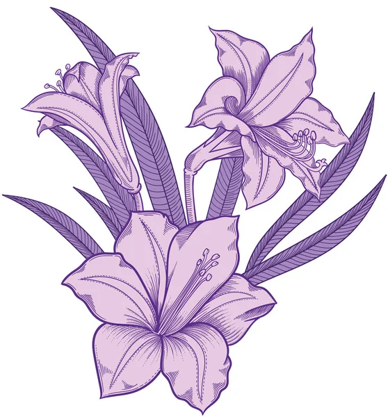 Blooming lily flowers , detailed hand drawn vector illustration. Romantic decorative flower drawing .Lilies in line art sketchy style.All authentic unique flourish objects isolated on white background Stock Vector