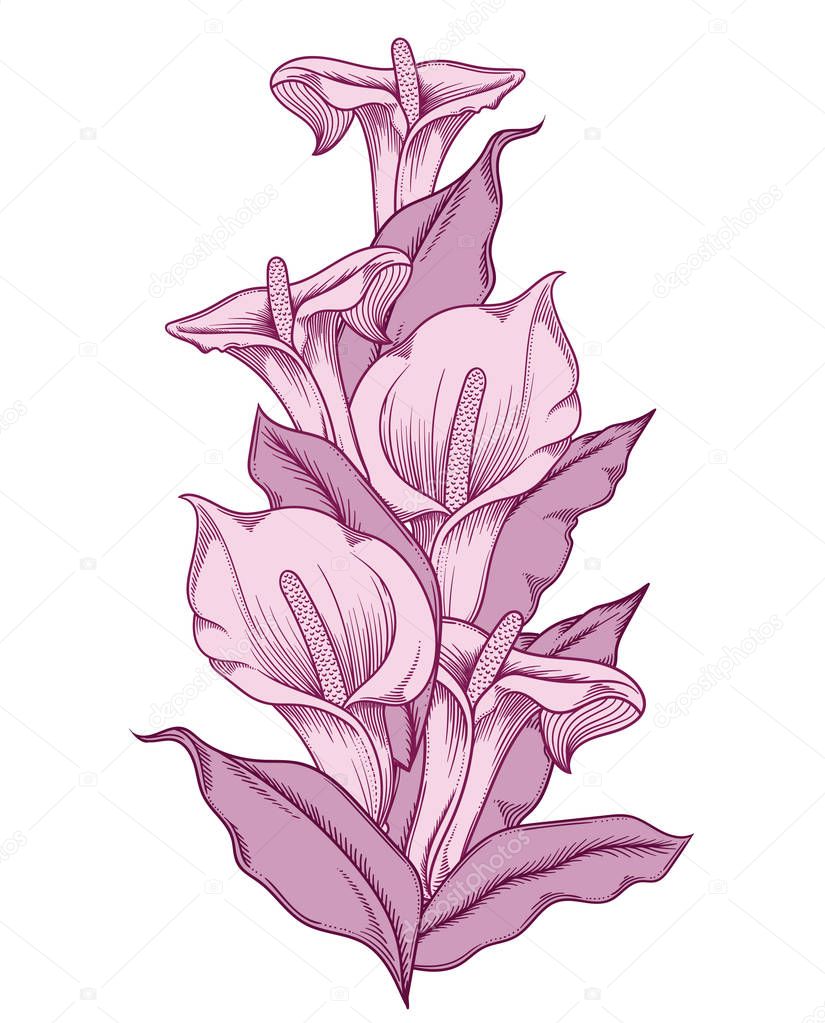 Hand drawn purple blooming callas flowers. Detailed illustration of decorative calla lily flowers in line style isolated on white background. Accurate hand drawing of romantic calla lilies. 