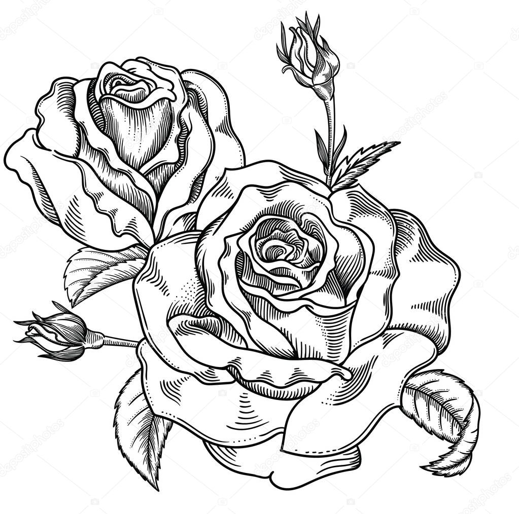 Blooming sketch black and white roses flowers , detailed hand drawn vector illustration. Romantic vintage decorative flower drawing . All line art  rose objects isolated on white background.