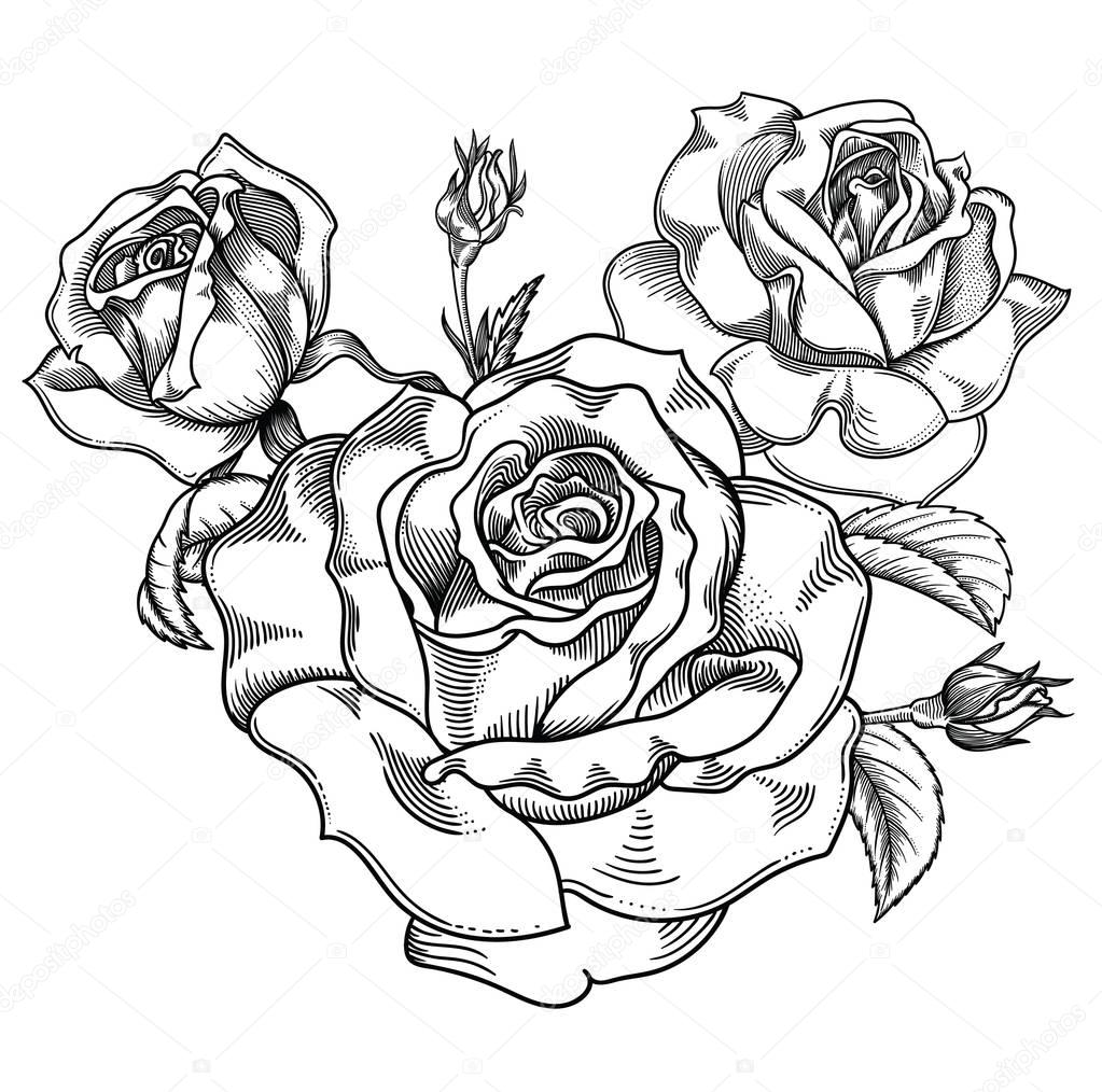 Blooming black and white sketch  roses flowers , detailed hand drawn vector illustration. Romantic vintage decorative flower drawing . All line art  rose objects isolated on white background.