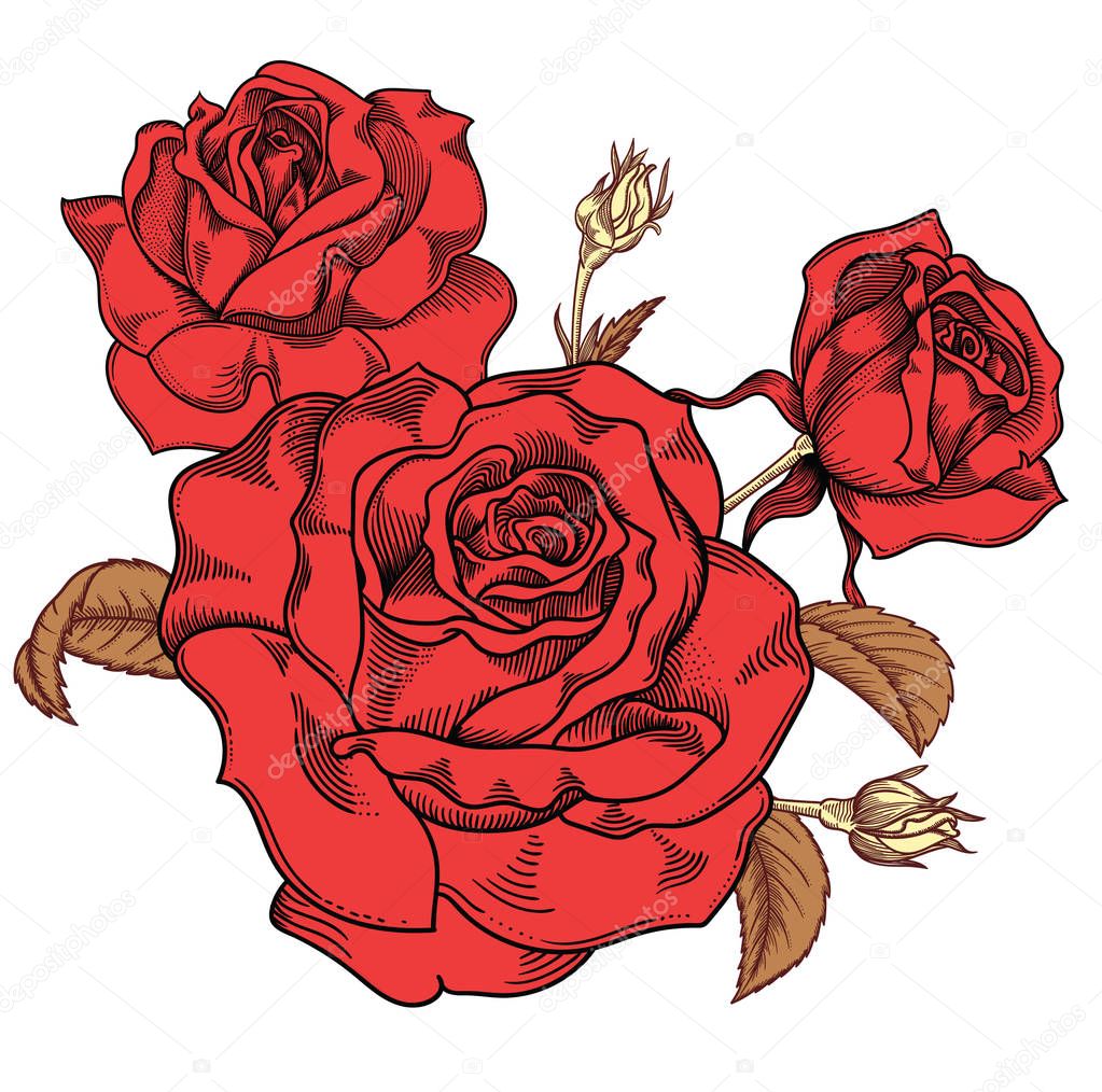 Blooming red roses flowers , detailed hand drawn vector illustration. Romantic vintage decorative flower drawing . All line art  rose objects isolated on white background.