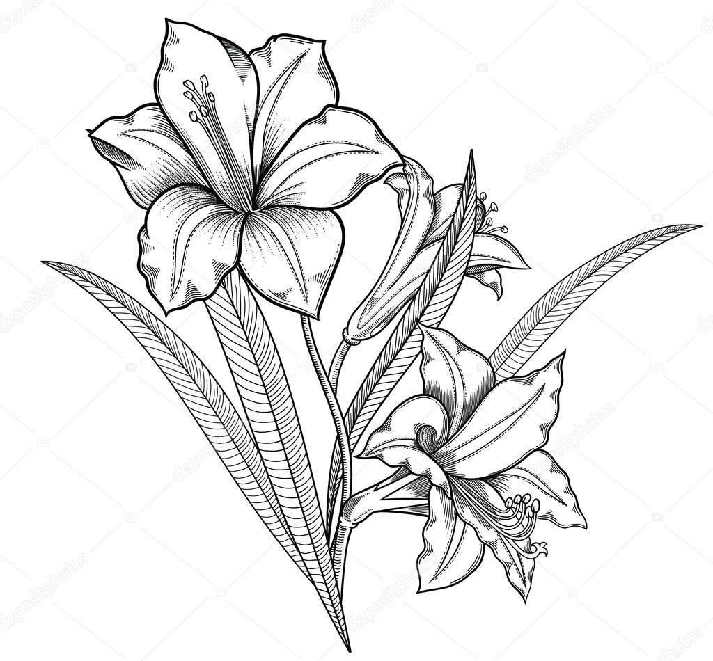 Blooming lily flowers , detailed hand drawn vector illustration. Romantic decorative flower drawing .Lilies in line art sketchy style.All authentic unique flourish objects isolated on white background