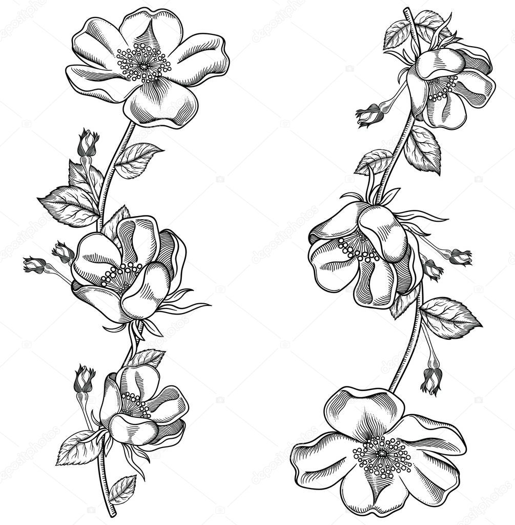 Blooming apple tree flowers,detailed hand drawn branch of apple tree blossom illustration.Vector romantic decorative flowering drawing . Objects isolated on white background.Original floral decor