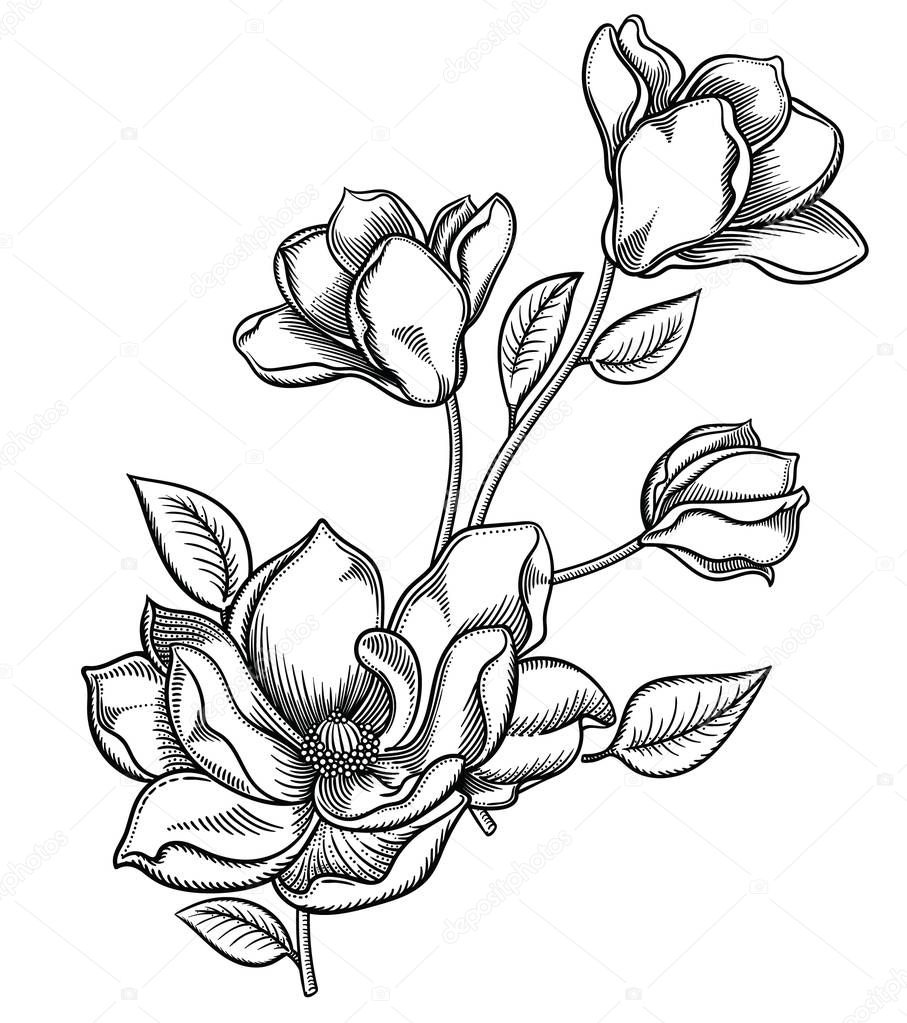 Blooming apple tree flowers,detailed hand drawn branch of apple tree blossom illustration.Vector romantic decorative flowering drawing . Objects isolated on white background.Original floral decor