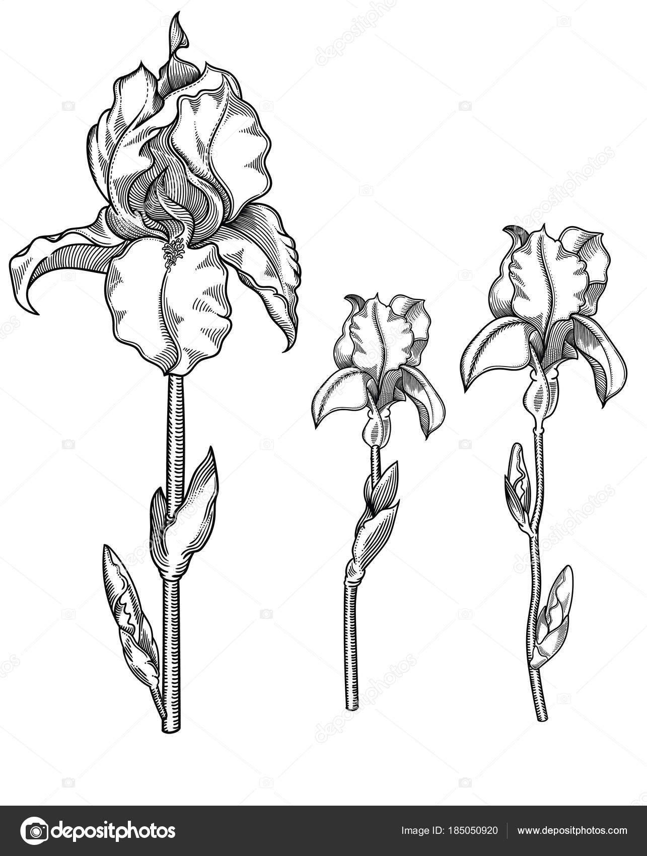 Hand Drawn Sketch Of Black And White Blooming Iris Flowers Detailed Illustration Of Decorative Flowers In Line Style Isolated On White Background Rises Very Detailed And Accurate Sketchy Style Line Art Flora