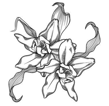 Yaprakları ile orkide çiçek çiçek açan doğru ve ayrıntılı beyaz ve siyah elle çizilmiş. Detaylı illüstrasyon izole beyaz arka plan üzerinde çizgi stili dekoratif orkide çiçek dolu.