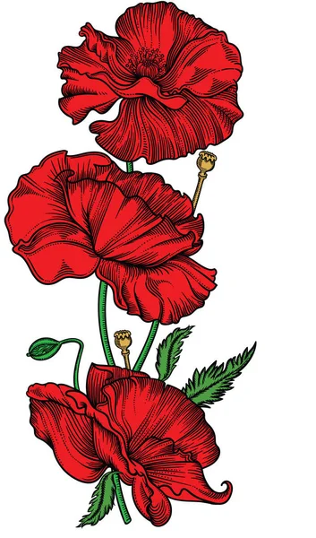 Рука намальована квітучими червоними маковими квітами. Детальна намальована ручна ілюстрація декоративних квітів у стилі лінії ізольовані на білому тлі. Точна лінія художніх квітів — стоковий вектор
