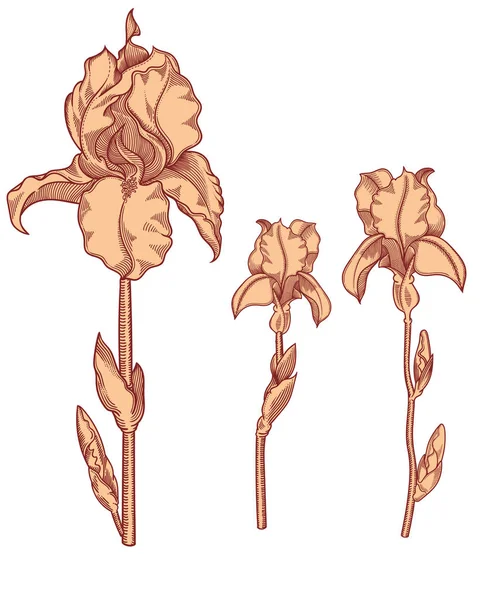 Kézzel rajzolt virágzó iris virágok. Részletes illusztráció Dekoratív virág vonalstílus elszigetelt fehér background. nagyon részletes és pontos vázlatos stílus emelkedik. Line art Flóra. — Stock Vector