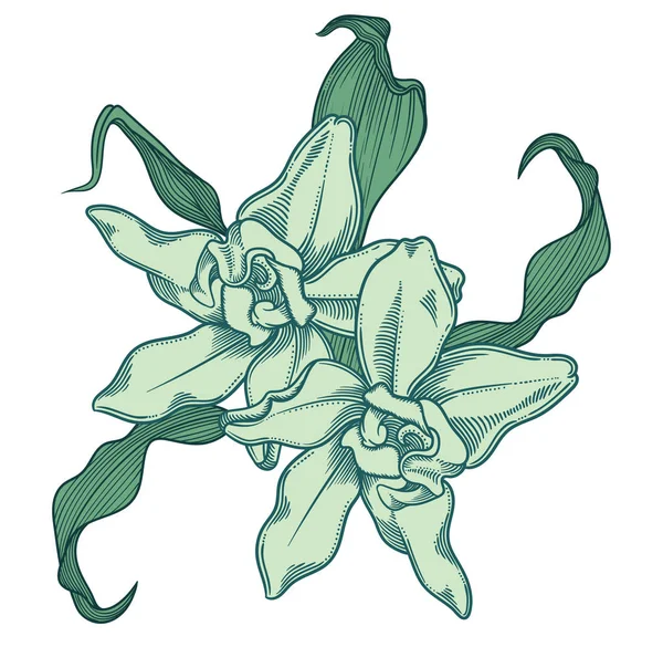 Precisas y detalladas flores de orquídeas azules verdes dibujadas a mano con hojas. Ilustración verde detallada de las flores decorativas de las orquídeas en estilo de línea aislada sobre fondo blanco . — Vector de stock