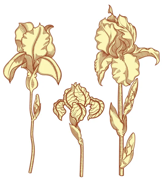 Cremosas flores de iris de flor beige dibujadas a mano. Ilustración detallada de flores decorativas desnudas en estilo de línea aisladas sobre fondo blanco. se eleva muy detallado y preciso estilo incompleto. Línea de arte flora . — Vector de stock