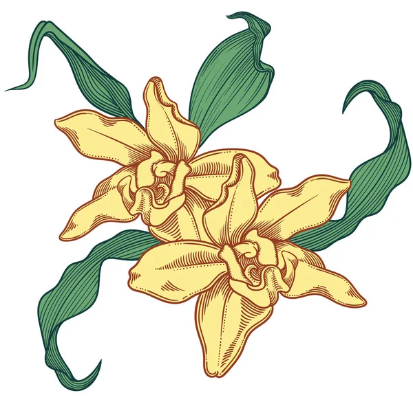 Preciso y detallado dibujado a mano luz vainilla amarillo flores florecientes orquídeas con hojas verdes. Ilustración detallada de flores decorativas de orquídeas en estilo de línea aisladas sobre fondo blanco . — Vector de stock