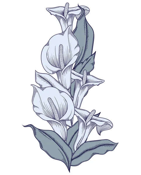 Fleurs de callas bleu fleuri dessinées à la main. Illustration détaillée de fleurs de lys calla décoratives en style ligne isolées sur fond blanc. Dessin précis à la main de lys calla romantiques . — Image vectorielle