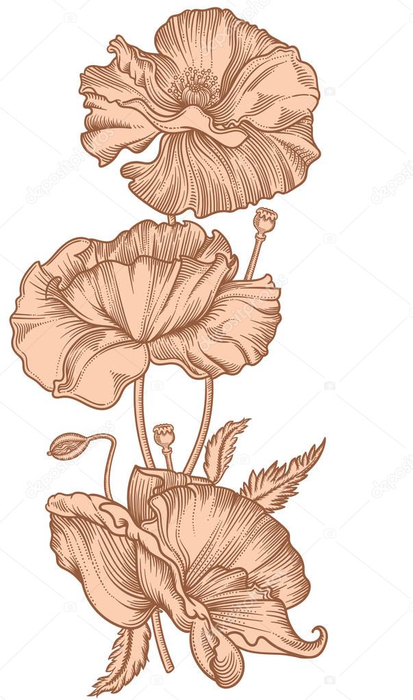 Hand drawn blooming nude poppy flowers. Detailed hand drawn illustration of decorative flowers in line style isolated on white background.Accurate line art flowers