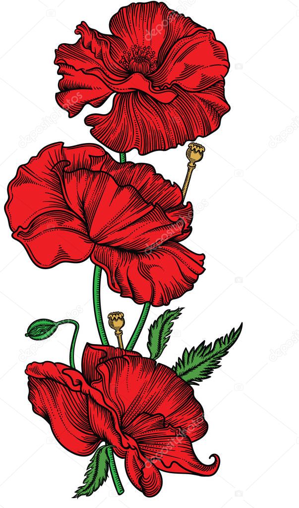 Hand drawn blooming red poppy flowers. Detailed hand drawn illustration of decorative flowers in line style isolated on white background.Accurate line art flowers