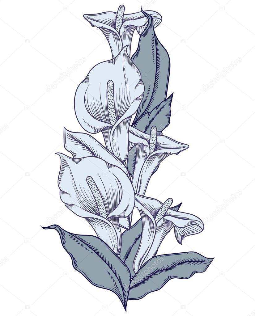 Hand drawn blue blooming callas flowers. Detailed illustration of decorative calla lily flowers in line style isolated on white background. Accurate hand drawing of romantic calla lilies. 