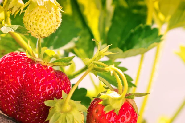 Erdbeerpflanze mit grünen und roten Beeren Stockbild