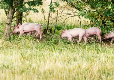 Çimenli sahada çalışan organik domuz yavruları