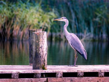 Ahşap köprü mavi balıkçıl