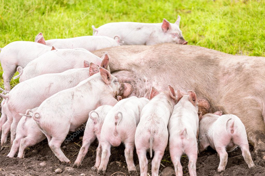 Organic piglets suckling their mother pig