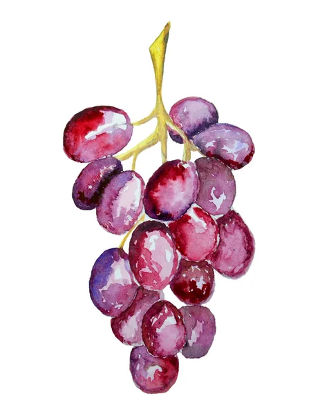 Aquarel Druiven Een Witte Achtergrond — Stockfoto