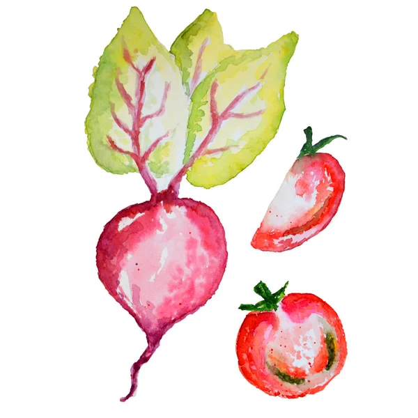 Suluboya sebze pancar ve beyaz bir arka plan üzerinde izole domates