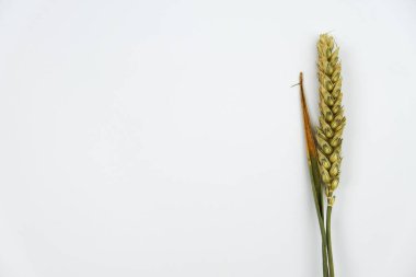 Beyaz arkaplanda buğday başakları