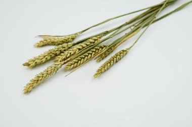 Beyaz arkaplanda buğday başakları