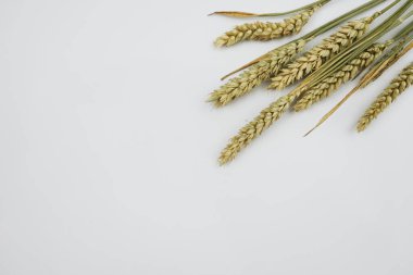 Beyaz arkaplanda buğday başakları