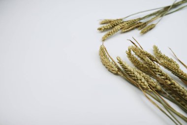 Beyaz arkaplanda buğday başakları