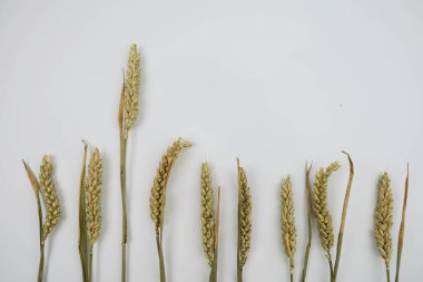 Beyaz arkaplanda buğday başakları