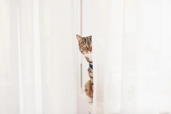 Kattunge sitter på fönsterblecket och tittar för gardiner — Stockfoto